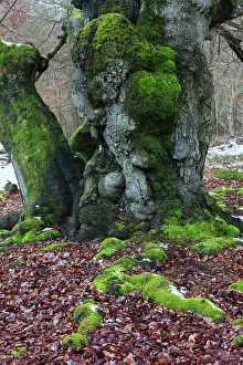 2014: 80185958 Ancient Beech Tree - stems covered in moss