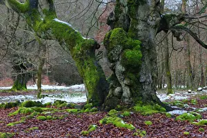 2014: 80185959 Ancient Beech Tree - stems covered in moss