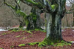 2014: 80185961 Ancient Beech Tree - stems covered in moss