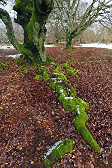 2014: 80185962 Ancient Beech Tree - stems covered in moss