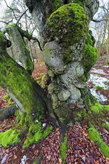 2014: 80185963 Ancient Beech Tree - stems covered in moss