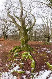 Halloh: 80185964 Ancient Beech Trees - covered in moss