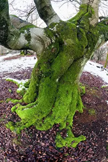 Stems: 80185965 Ancient Beech Tree - stems covered in moss