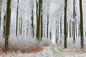 2014: 80185966 Beech Woodland - hoar frost and autumn