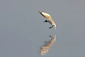 2014: 80185967 Black-headed Gull - about to land on lake