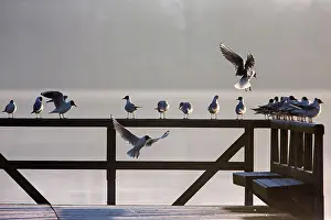 2014: 80185968 Black-headed Gull - flock resting on fence