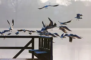 Taking: 80185969 Black-headed Gull - flying off from fence