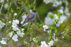 2014: 80185970 Blackcap - male perched amongst apple blossom