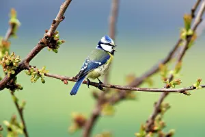 2014: 80185971 Blue Tit - male singing in spring Hessen