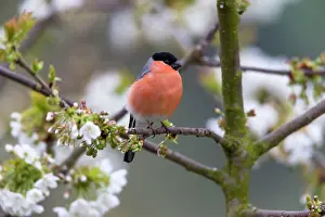 2014: 80185972 Bullfinch - male - perched in flowering
