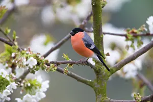 2014: 80185973 Bullfinch - male - perched in flowering