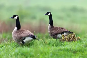 2014: 80185974 Canada Goose - parent birds with goslings