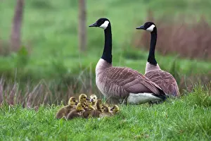 2014: 80185975 Canada Goose - parent birds with goslings