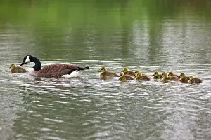 2014: 80185976 Canada Goose - parent bird with goslings