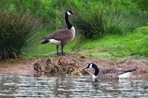 2014: 80185977 Canada Goose - parent birds with goslings