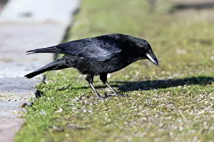 Crow: 80185978 Carrion Crow - searching for food - in