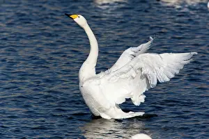 2014: 80185980 Whooper Swan - bird flapping its wings
