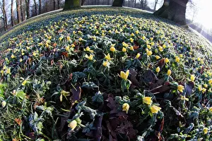 2014: 80185981 Winter Aconite - covered in frost - fisheye