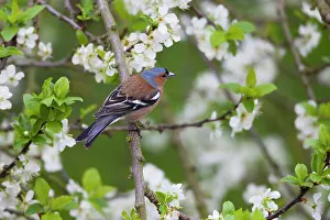 2014: 80185982 Chaffinch - male - perched amongst apple