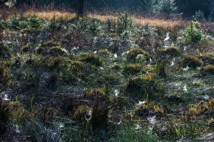 Cobwebs: 80185983 Cobwebs - covering the ground in autumn