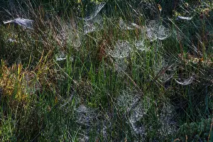 Cobwebs: 80185984 Cobwebs - covering the ground in autumn
