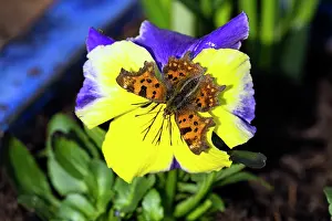 2014: 80185985 Comma Butterfly - feeding on pansy - in