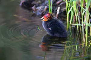 Coot: 80185986 Coot - chick - sitting at edge of lake