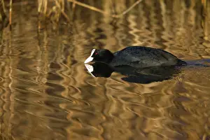 2014: 80185987 Coot - swimming through lake - in morning
