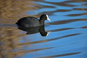 2014: 80185988 Coot - whith its reflection - swimming