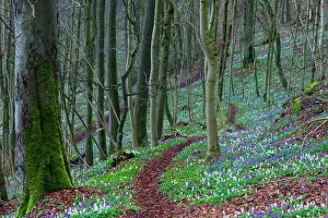 2014: 80185989 Corydalis - flowering in woodland Hessen