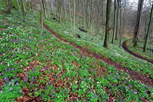 2014: 80185990 Corydalis - flowering in woodland Hessen