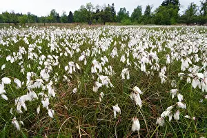 Cotton: 80185991 Cotton Grass - flowering on a heath Lower