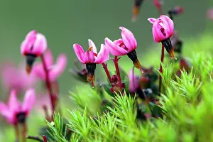 2014: 80185992 European Cranberry - flowers Lower Saxony