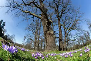 Febuary: 80185993 Oak Trees and Crocus Blossom (Crocus sp.)