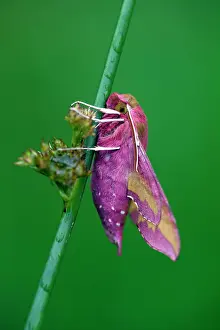 Huenerfeld: 80185995 Elephant Hawk-Moth - resting Lower Saxony