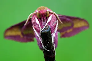 Study: 80185996 Elephant Hawk-Moth - resting Lower Saxony