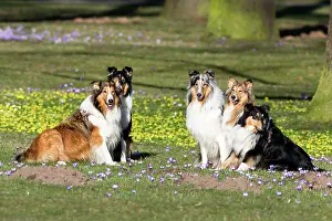 Rough: 80185997 Rough Collie - five dogs in park Hessen