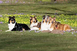 Rough: 80185998 Rough Collie - four dogs in park Hessen
