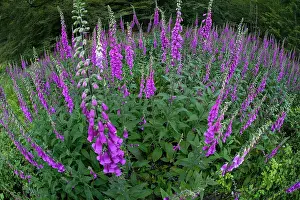 Foxglove: 80185999 Foxglove - flowering plants - fisheye perspective