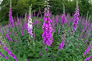 Foxglove: 80186000 Foxglove - flowering plants - fisheye perspective