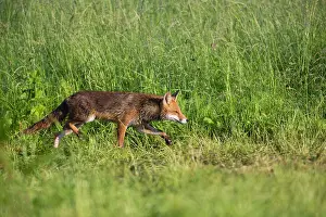 Stalking: 80186001 Red Fox - stalking after prey on meadow