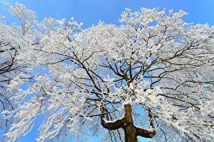 Hoar: 80186002 Norway Maple - tree covered in hoar frost
