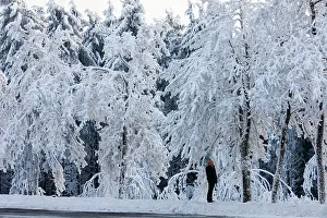 Hoar: 80186003 Hoar Frost - trees and frost being observed