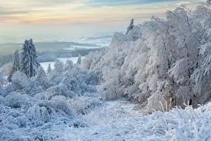 Hoar: 80186004 Hoar Frost - trees and vegetation covered