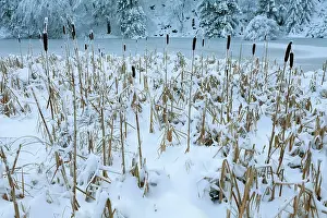 Meissner: 80186005 Greater Reed-Mace - Bulrush - covered in