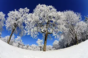 Hoar: 80186006 Norway Maple - trees covered in hoar frost