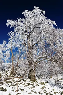 Severe: 80186007 Beech Tree - covered in severe hoar frost