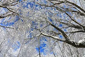 Severe: 80186008 Willow Trees - covered in severe hoar frost