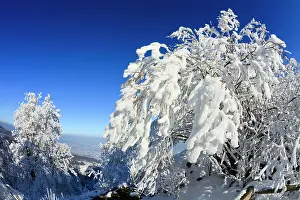 Hoar: 80186009 Hoar Frost - trees and vegetation covered