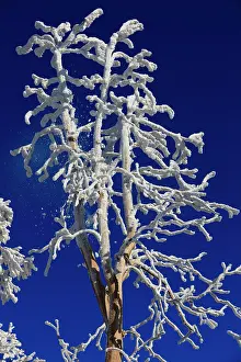 Severe: 80186012 Hoar Frost - dead tree covered in severe